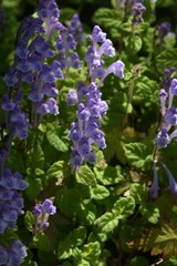 Obraz premium Skull cap(Scutellaria indica) flowers / Lamiaceae prennial plant