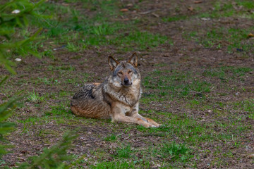 One grey wolf in the forest  is looking into camera. Landscape view, summer time. Lithuania, Rusnes national park.
