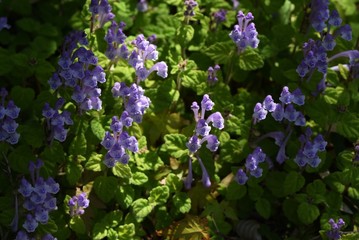 Skull cap(Scutellaria indica) flowers / Lamiaceae prennial plant