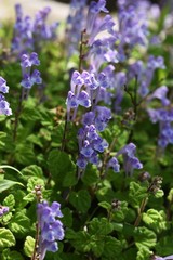 Skull cap(Scutellaria indica) flowers / Lamiaceae prennial plant