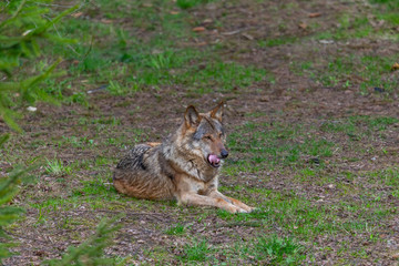 One grey wolf in the forest  is looking into camera. Landscape view, summer time. Lithuania, Rusnes national park.