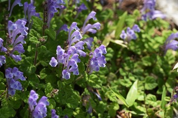 Skull cap(Scutellaria indica) flowers / Lamiaceae prennial plant