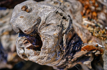Driftwood on a Pacific Northwest beach appears to look like a turtle.                              