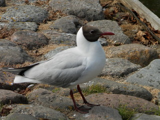  Sea gull is on the shore of stones.