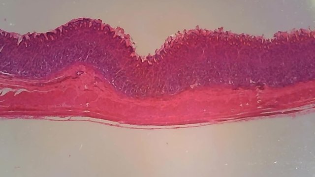 Microscope Dog Stomach Section x600