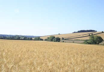 Fototapeta na wymiar field of golden wheat