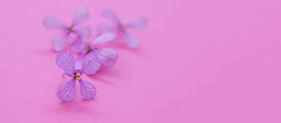 Fototapeta na wymiar Flores tonos rosa lila