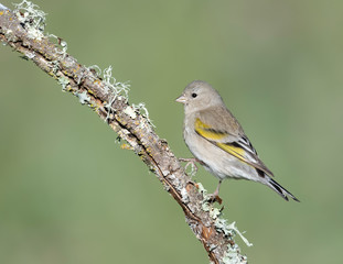Lawrence's Goldfinch (Female), (Spinus lawrencei), Joseph D Grant Park, Santa Clara County, California, USA