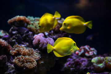 Naklejka na ściany i meble Aquarium sea yellow angel fish anemonas pets wild life hobby