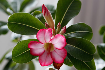 Blüte und Knospe eines Affenbrotbaums