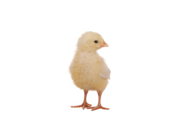 chicken isolated on white