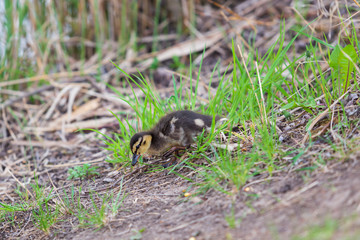 A mallard duck cub goes in the grass by the pond.