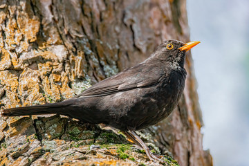 Amsel auf dem Baumstamm