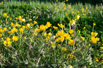 you can cut the flowers but not the spring