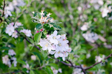 you can cut the flowers but not the spring