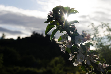 you can cut the flowers but not the spring