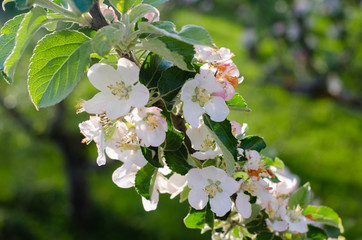 you can cut the flowers but not the spring