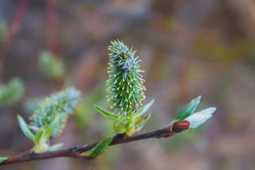 Young blossoming spring shoots of a plant on a blurred natural background.