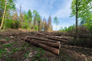 Forest area cleared after bark beetle infestation and drought