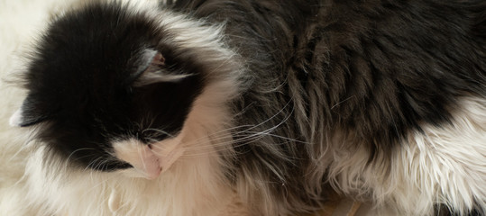 Długowłosy czarno biały kot