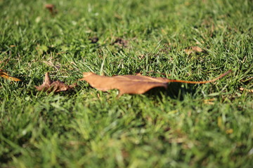 Blatt 