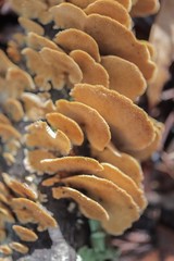 mushroom on the rocks