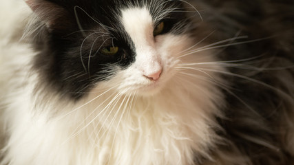 Długowłosy czarno biały kot