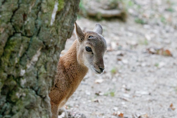 Junges Mufflon schaut hinter Baum hervor