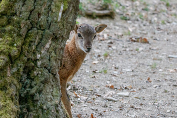 Junges Mufflon schaut hinter einem Baum hervor