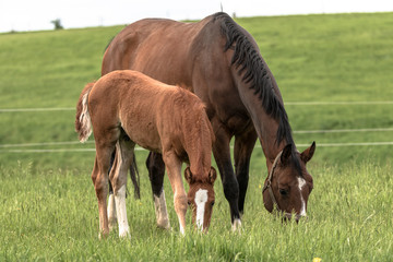 Fototapeta premium braune Stute grast gemeinsam mit ihrem Fohlen auf der grünen Wiese