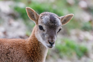 Mufflon-Junges im Portrait