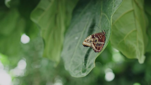 Small blue morpho butterfly sits on large green leaf in tropical biosphere