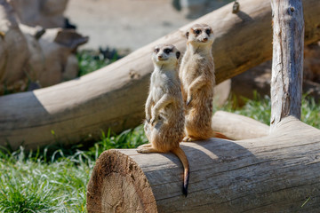 Zwei Erdmännchen sitzen aufgerichtet auf einem Stamm nebeneinander