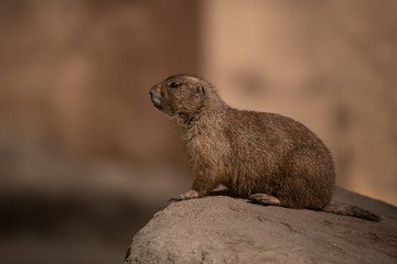 Präriehund - Cynomys - im goldenen Licht HQ 300DPI isoliert