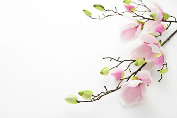 spring magnolia on white background