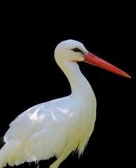 Ein Storch mit schwarzen Hintergrund 