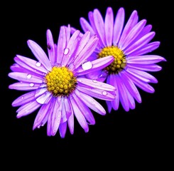 Lila Blumen mit tau tropfen