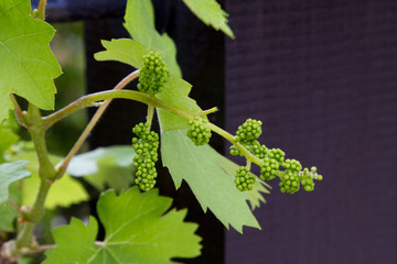 green grapes on vine