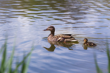 A young mallard duck and a duckling floats behind it on the blue surface of a pond with beautiful light. Wild.