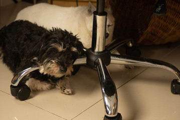 Dwa psy pod krzesłem. © Bernadeta