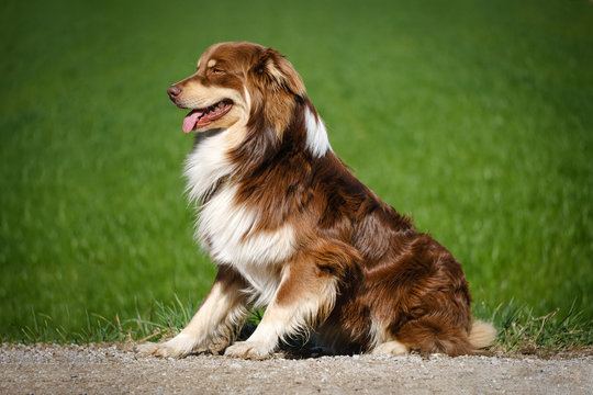 Red Australian Shepherd Dog On Green Grass