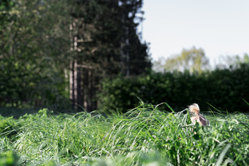petite fille cacher dans les herbe