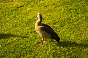 Pato