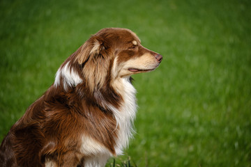 Red Australian shepherd dog on green grass