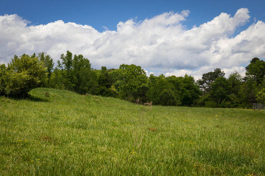 Gently rolling green meadow with treeline behind, clouds and blue sky beyond, horizontal aspect