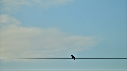 birds on a wire