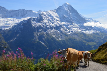 Grindelwald cows