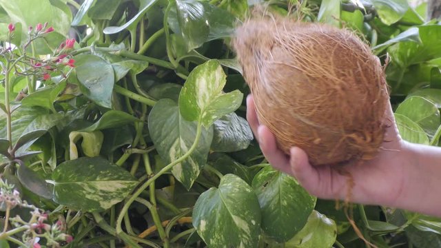 Dry coconut with shell in hand over the green plant