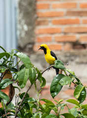 ave, naturaleza, fauna, amarilla, animal, inhospitalario, aviar, variopinto, sucursal, tejedor, árbol, verde, emplumar, mais, negro, pico, cantor, ave, hermoso, curillo, emplumar, jilguero,