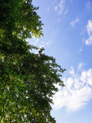 Green canopy with blue sky with skattered white clouds during spring with lots of empty space for text